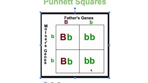 Punnett Squares Explained Youtube