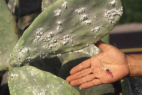 Cochineal extract, cochineal dye as food colouring and cochineal allergy