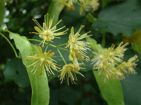 American Basswood Flowers Tilia Americana Abundant Very … Flickr Photo Sharing