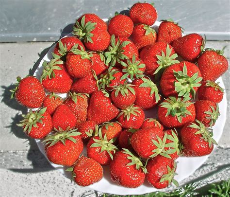 Its Strawberry Time Erdbeerzeit Die Erdbeeren Fragar Flickr