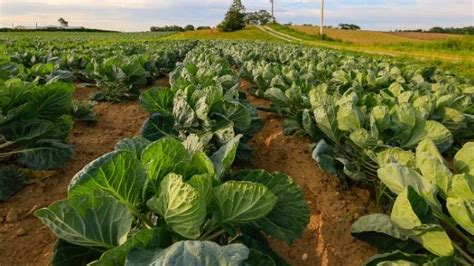 Cabbage Farming In Kenya Aqua Hub Kenya Atelier Yuwa Ciao Jp