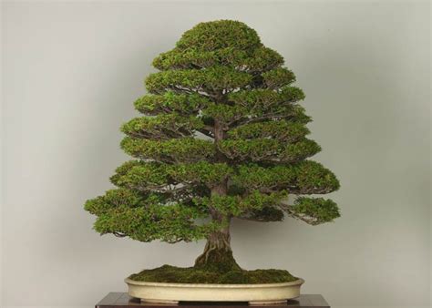 Care Guide For Hinoki Cypress Bonsai Chamaecyparis Bonsai Empire