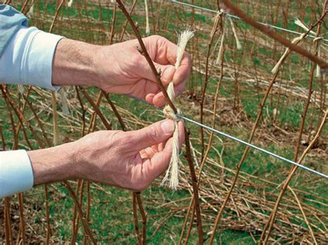 Taille Des Framboisiers Le Guide Complet