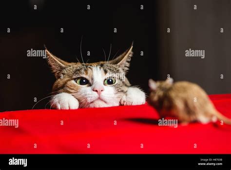 Mouse hunt hi-res stock photography and images - Alamy