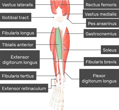 Anterior Muscles Diagram - Blogger Lagi