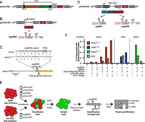 Application Of Prime Editing To The Correction Of Mutations 41 Off