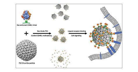 Controlled Modular Multivalent Presentation Of The Cd Ligand On P