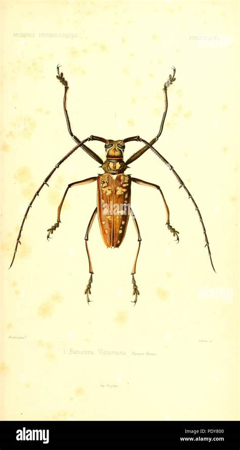 Archives Entomologiques Ou Recueil Contenant Des Illustrations D