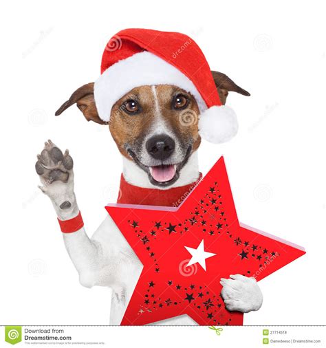 Perro De La Navidad De La Sorpresa Con Un Actual Rectángulo Foto de