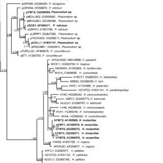 Bayesian Phylogeny Of 44 Cytochrome B Gene Lineages Of Positively