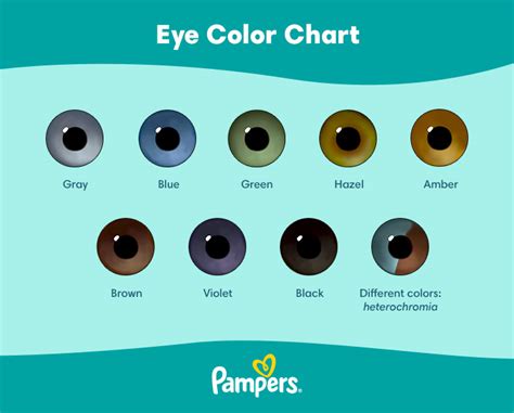 Eye Color Gene Calculator - Infoupdate.org