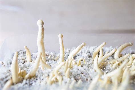 Mushroom Spores | Complete Guide to Nature's Tiny Architects