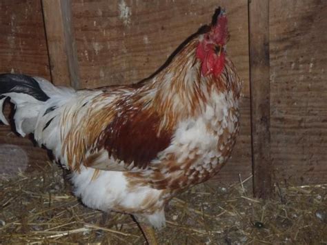 Rhode Island Red Rooster X White Leghorn Hens | Rhode island red ...