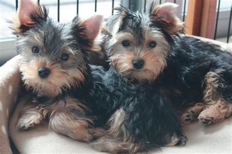 C Mo Cuidar A Un Yorkshire Terrier Los Mejores Consejos Sobre Los