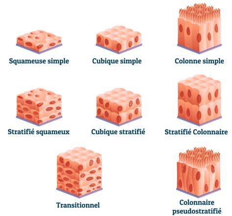 Les cellules épithéliales définitions et fonctions