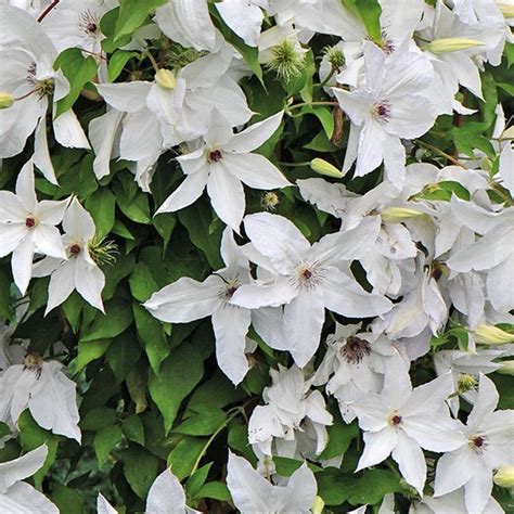 Clematis Patensthe Bride