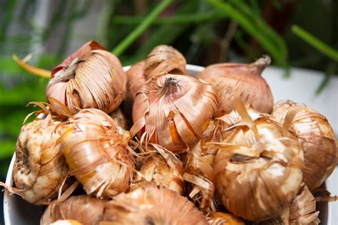 How To Grow And Care For Gladiolus