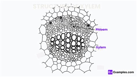 Phloem - Definitions, Structure, Types, Functions