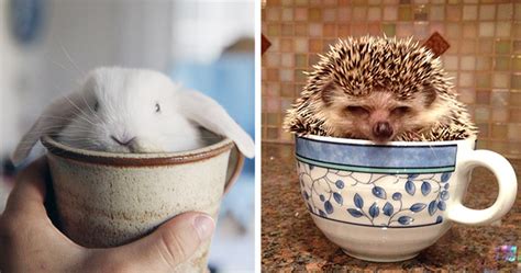 Cute Animals In Cups