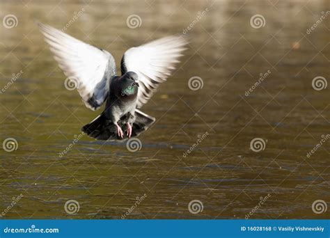 Columba Livia Rock Dove Pigeon Stock Photo Image Of Bird Outdoors