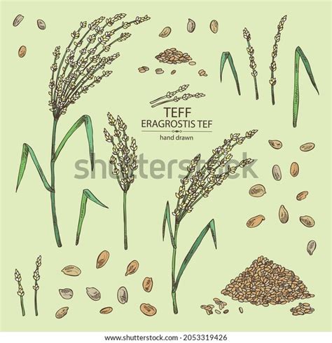 Collection Teff Plant Leaves Teff Grains Stock Vector (Royalty Free) 2053319426 | Shutterstock