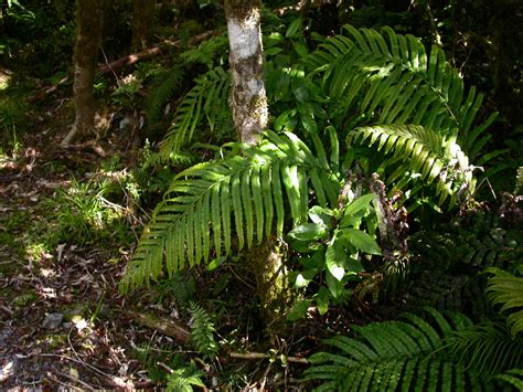 Blechnum Novae Zelandiae Blechnaceae Image At Phytoimages Siu Edu