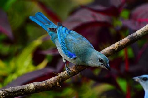 Foto Sanha O De Encontro Azul Thraupis Cyanoptera Por Antonio Thomaz