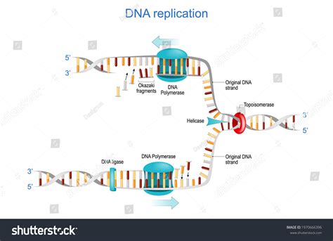 Dna Replication Okazaki Fragments Topoisomerase Helicase Stock Vector