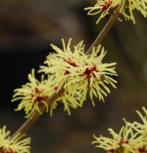 Hamamelis Intermedia X Pallida Zaubernuss Gartenpflanzen Daepp