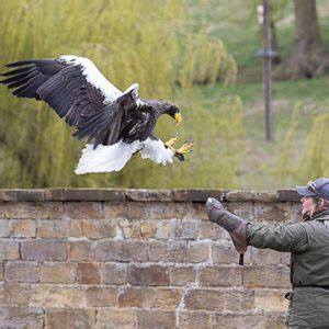 Half Day Eagle Encounter Thirsk Birds Of Prey Centre