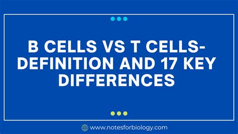 B Cells Vs T Cells Definition And Key Differences