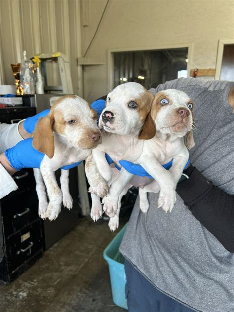 Visit rankin animal shelter to find rare purebred dogs 13