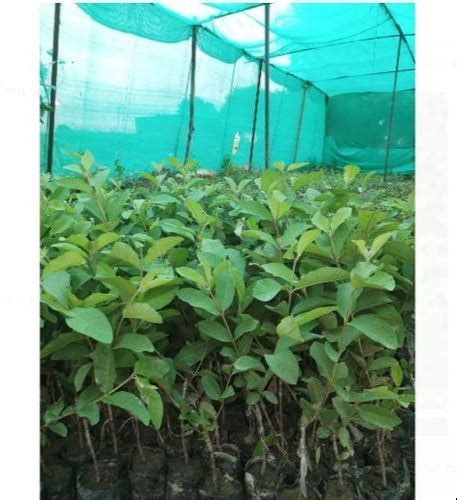 Full Sun Exposure Green Lucknow Guava Plant For Fruits At Rs