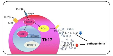 When Good Cells Go Bad Regulating The Ms Causing Properties Of Th17 Cells Resou