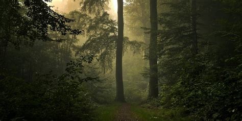 Sunlight Landscape Forest Nature Grass Branch Green Morning