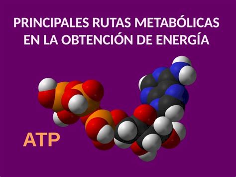 Pptx Principales Rutas Metab Licas En La Obtenci N De Energ A