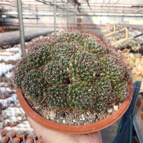 Mammillaria Decipiens Uhlig Kakteen More Than 5000 Different Species