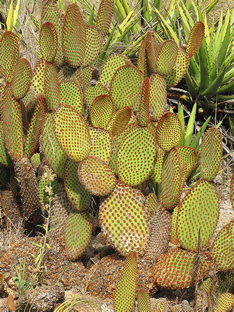 Cinnamon Cactus Opuntia Microdasys Var Rufida In Orange County Ca