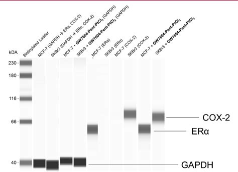 Figure 6 From Development Of Cytotoxic GW7604 Zeises Salt Conjugates