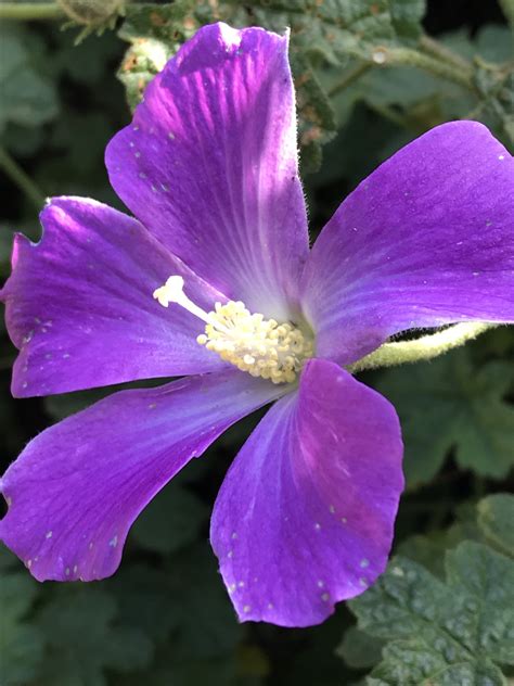 Lilac Hibiscus Flowers Santa Cruz Lilac Hibiscus (Alyogyne Huegelii