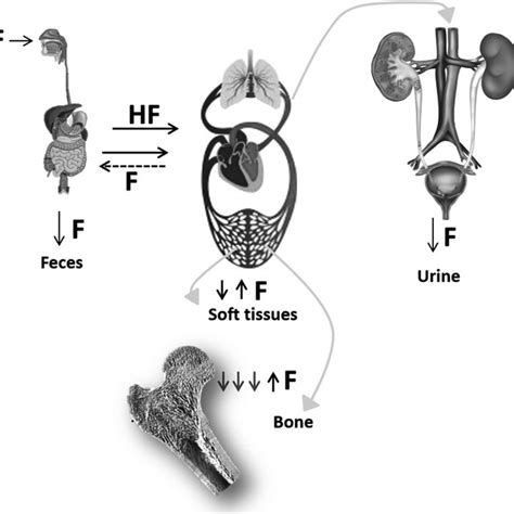 PDF Fluoride Metabolism