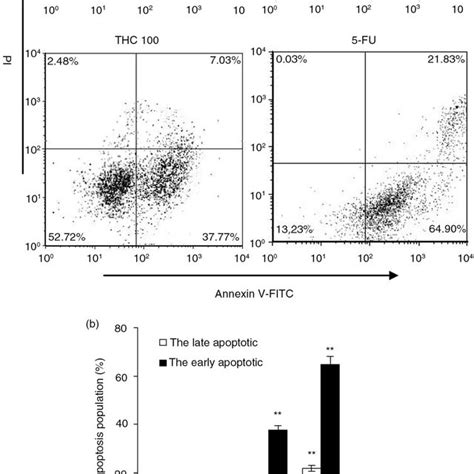 Thc Induced Apoptosis On Mcf 7 Cells A Mcf 7 Cells Were Treated With