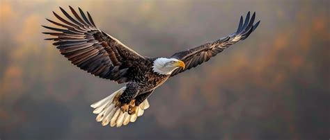 Premium Photo Soaring Bald Eagle With American Flag Background