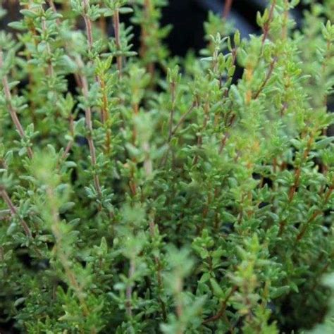 thyme common quality garden supplies