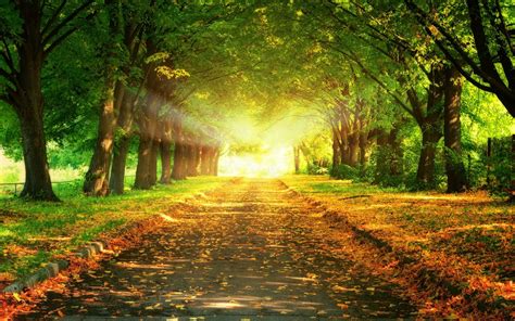 🔥 Download Leaves Covered Road Between Trees HD Wallpaper Nature by @taravargas | HD Tree ...