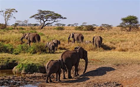 Savanna Grassland Climate