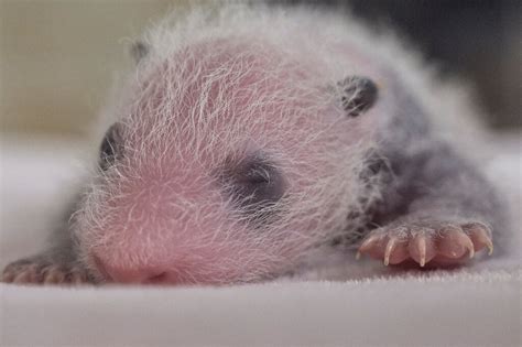 Tiny, pink and identical: Giant panda twins born at Madrid zoo