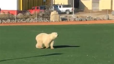 Polar Bear Caught On Camera In Churchill Ball Diamond Cbc News