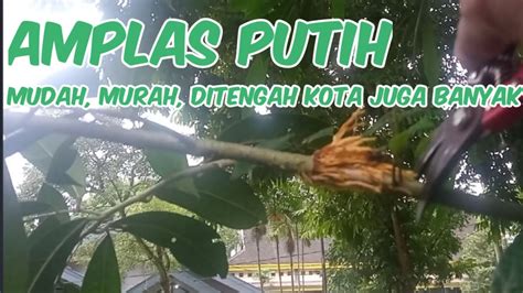 Berburu Bahan Bonsai Amplas Putih Dengan Cara Cangkok Angin Youtube