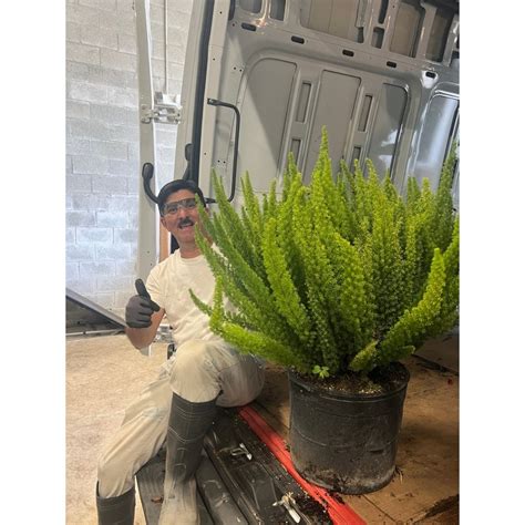 Foxtail Fern Asparagus Densiflorus Meyerii Plantologyusa Indoor